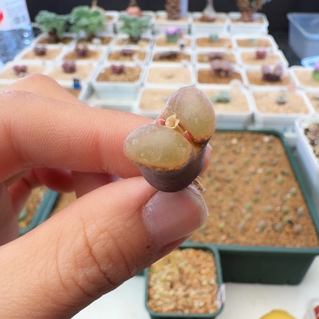 多肉植物福利风铃124