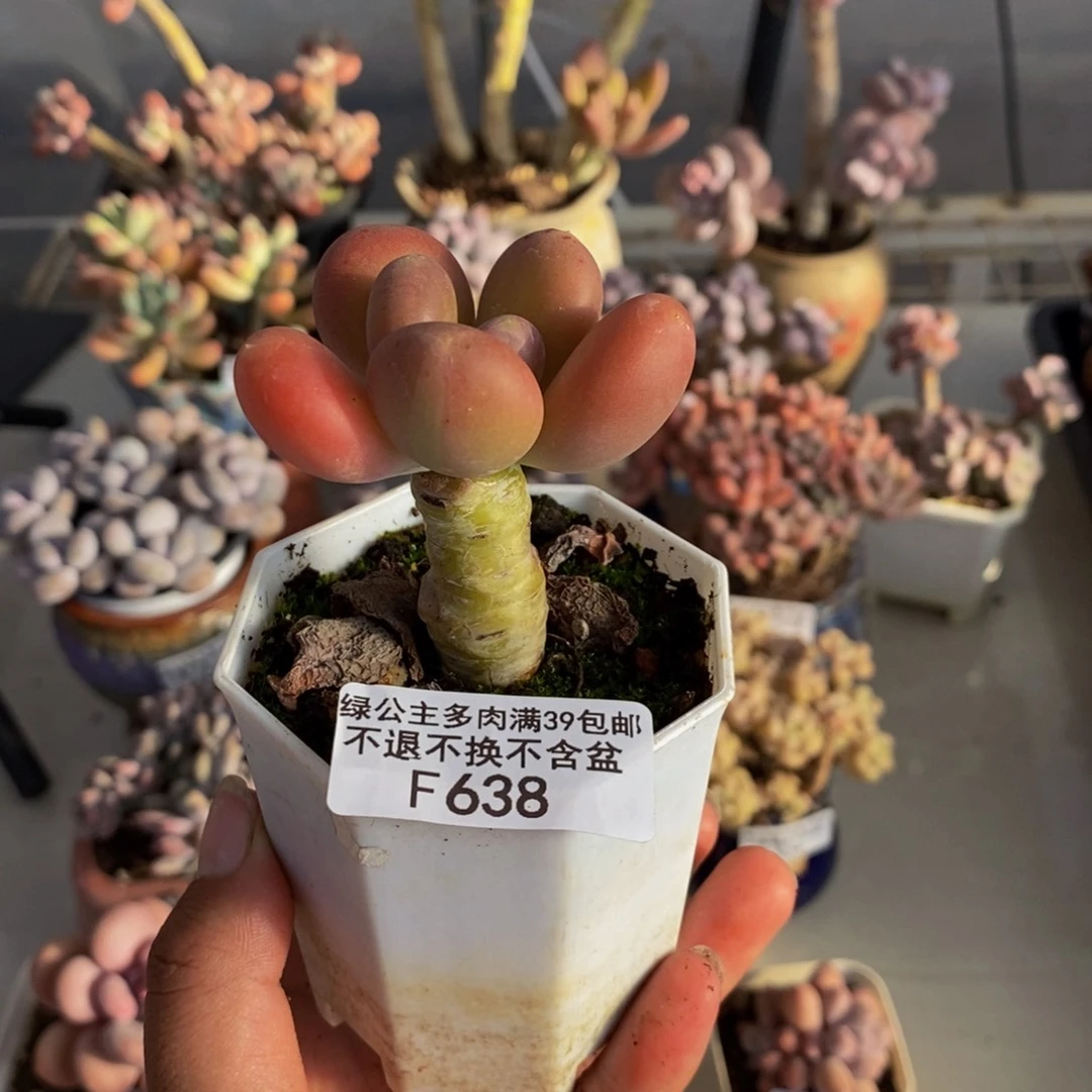 骑*638金蟾多肉肉5c m