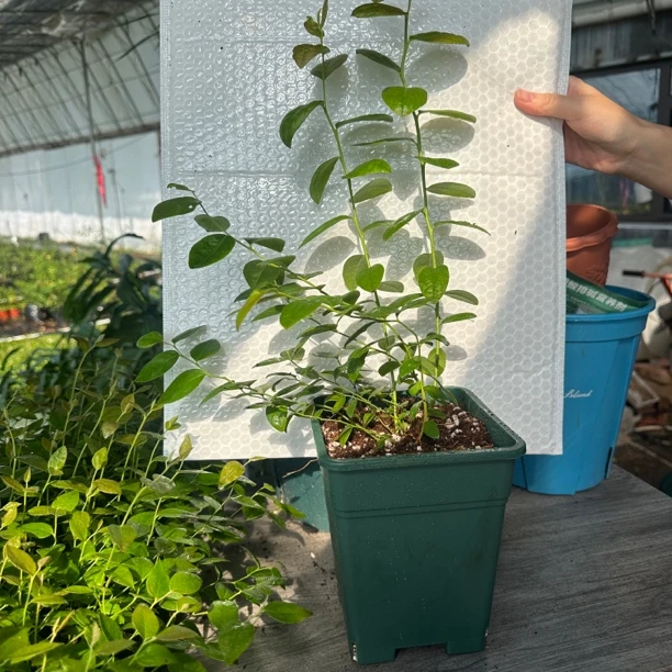 带盆F6一棵新手友好阳台庭院适种