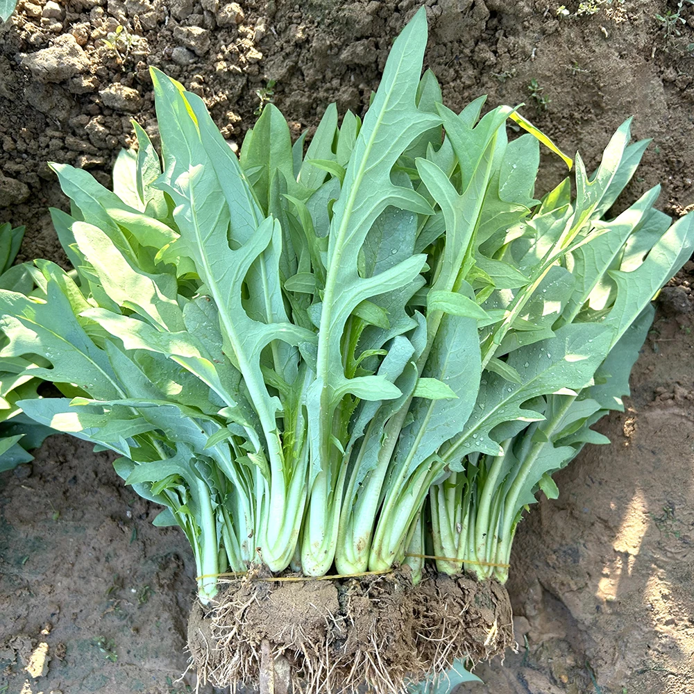 正宗广西博白甜麦菜苗带泥发货带土带根多茬采收高产量阳台盆栽