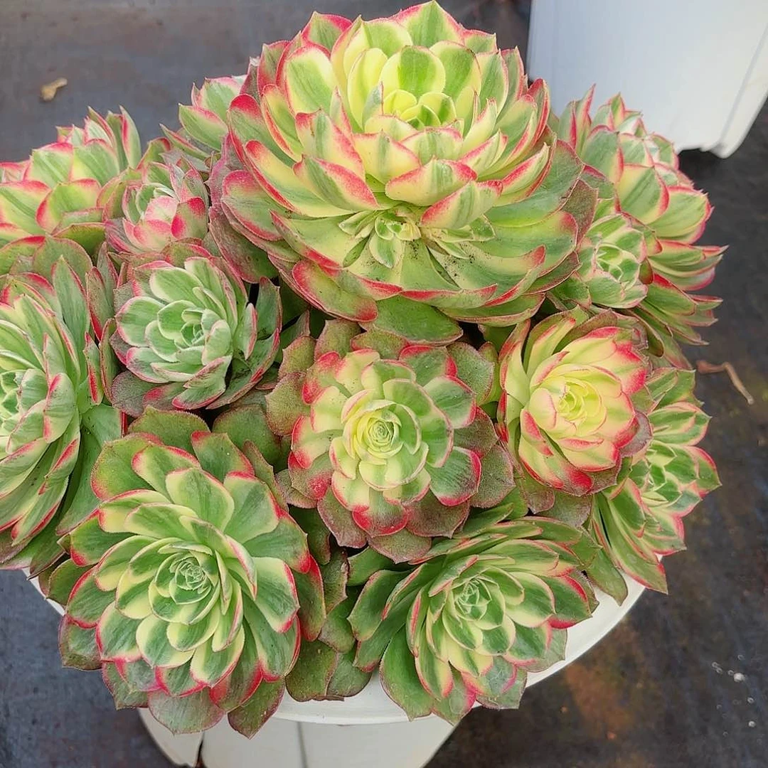 我在外面吃饭888