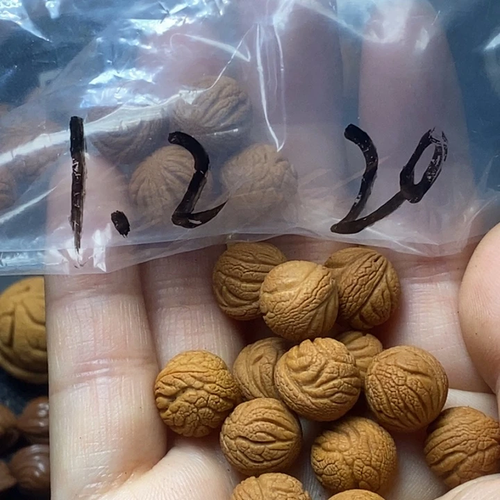 木质类秦岭山野生桃核