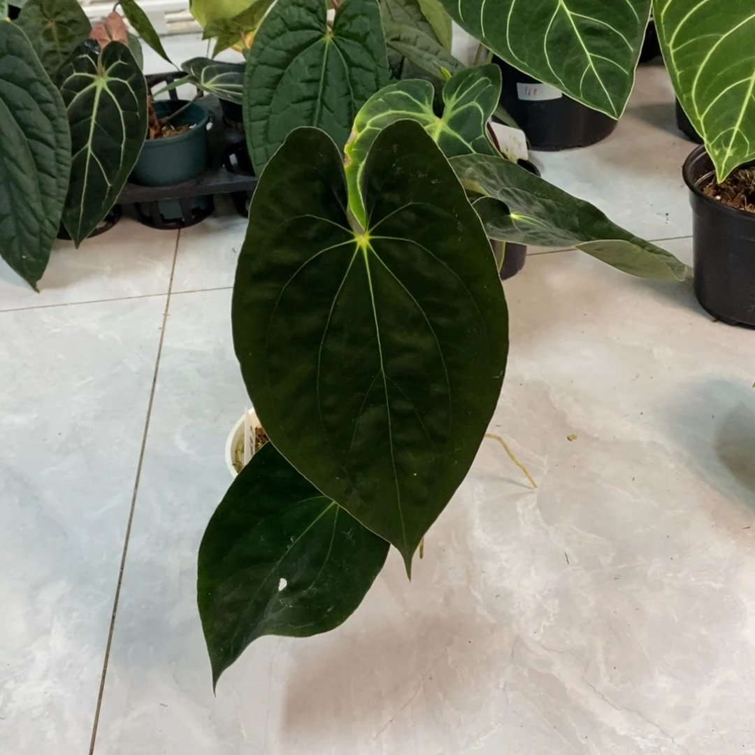 大部分开放少量花苞加通湖papi