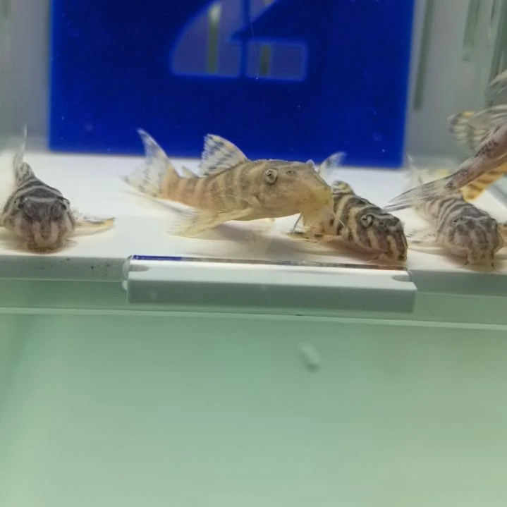 清道夫黄金帝王迷宫，包邮包路损