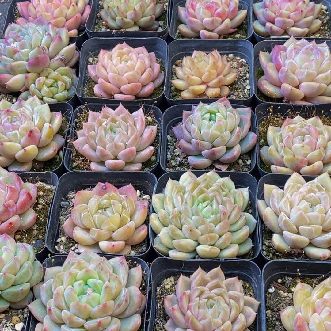 一****水391多肉植物保护研究所