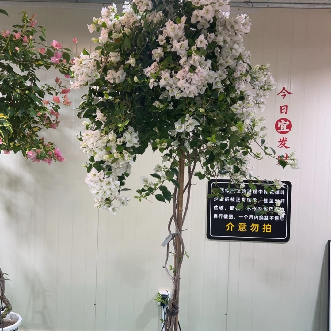 大量花朵（建议范围：8朵-15朵 或40%以上）姜*菊