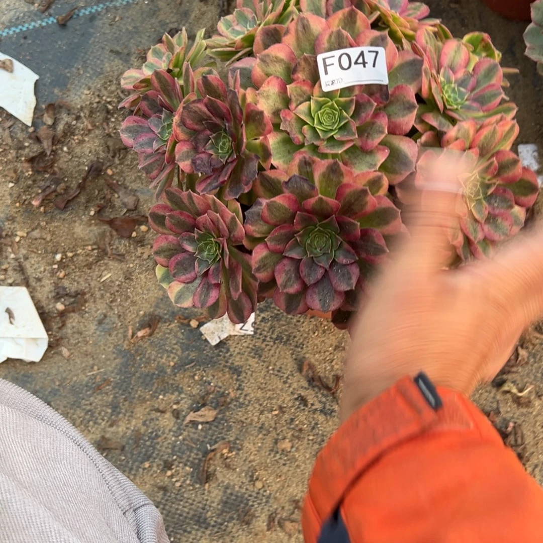 047雨荷多肉植物法师多肉