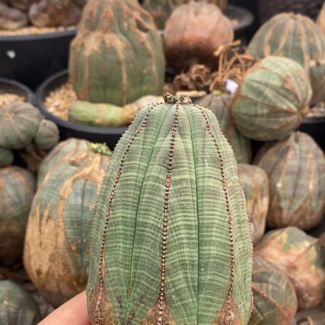 31欧系实生布纹球一物一拍