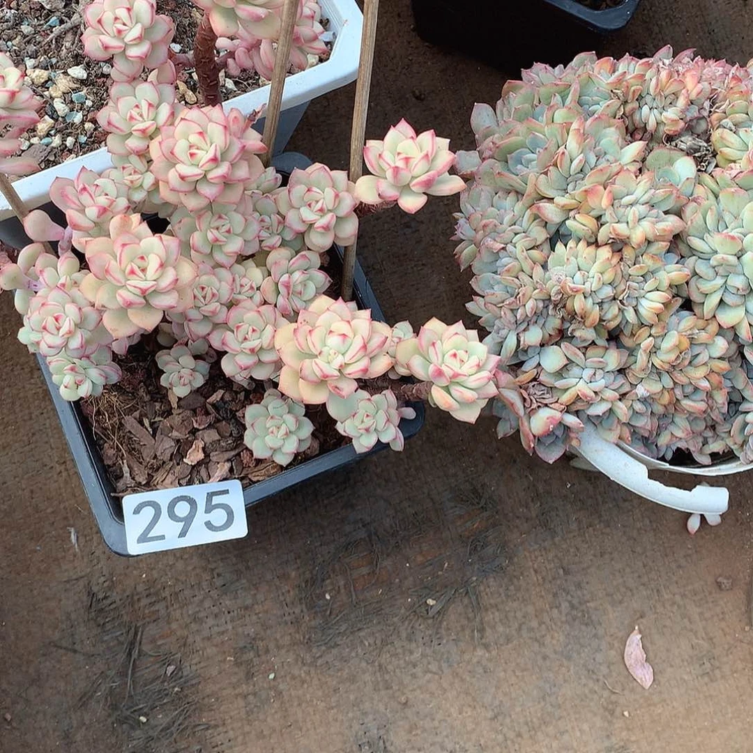 295 一物一拍多肉