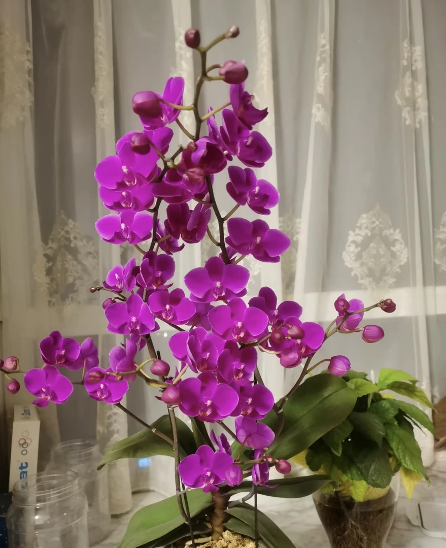 【满天红】蝴蝶兰3.0杯带花剑特别爱长分支花量巨多