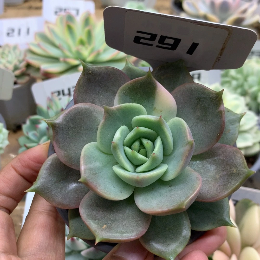 291贝加尔湖锦锦锦锦