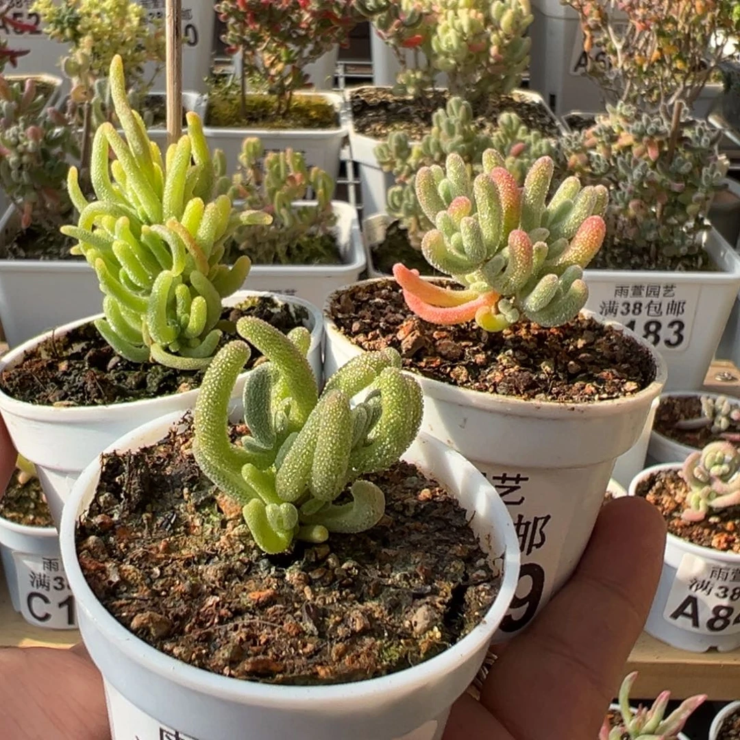 8-235+240+169橙叶白锦+白闪光+荧光兔全锦五圆盆