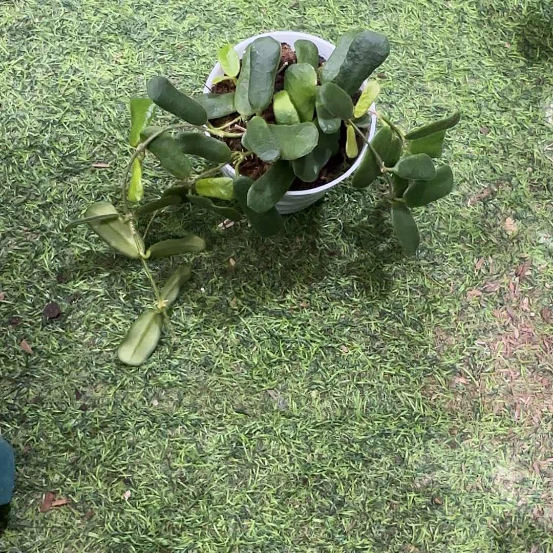 无花朵小方叶球兰桌面款