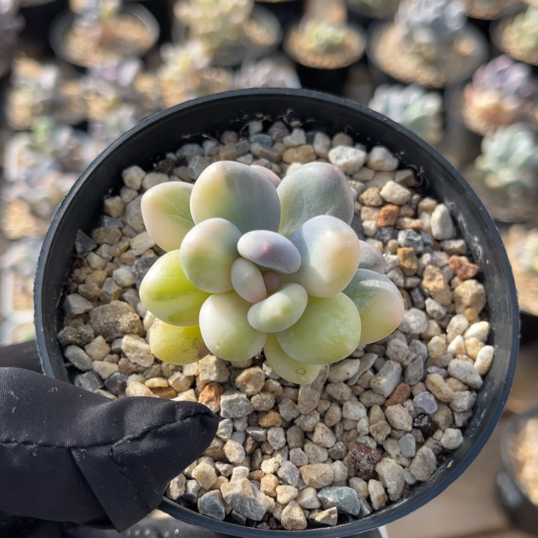 奶酪锦母本一物一拍