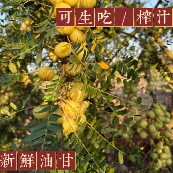 新鲜采摘油甘果牛甘果滇橄榄油柑水果孕妇当季余甘果子油甘果新鲜