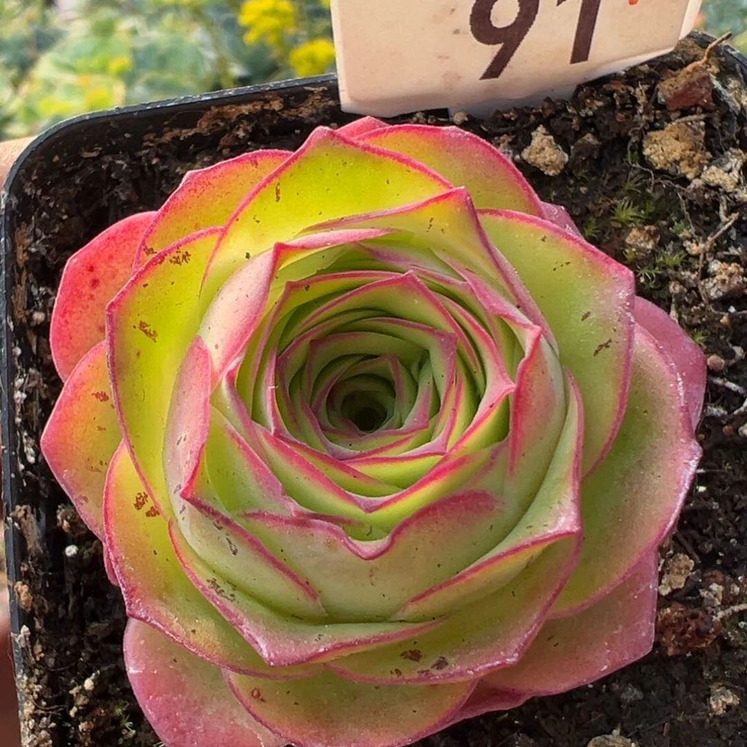 墨雨91山地玫瑰多肉