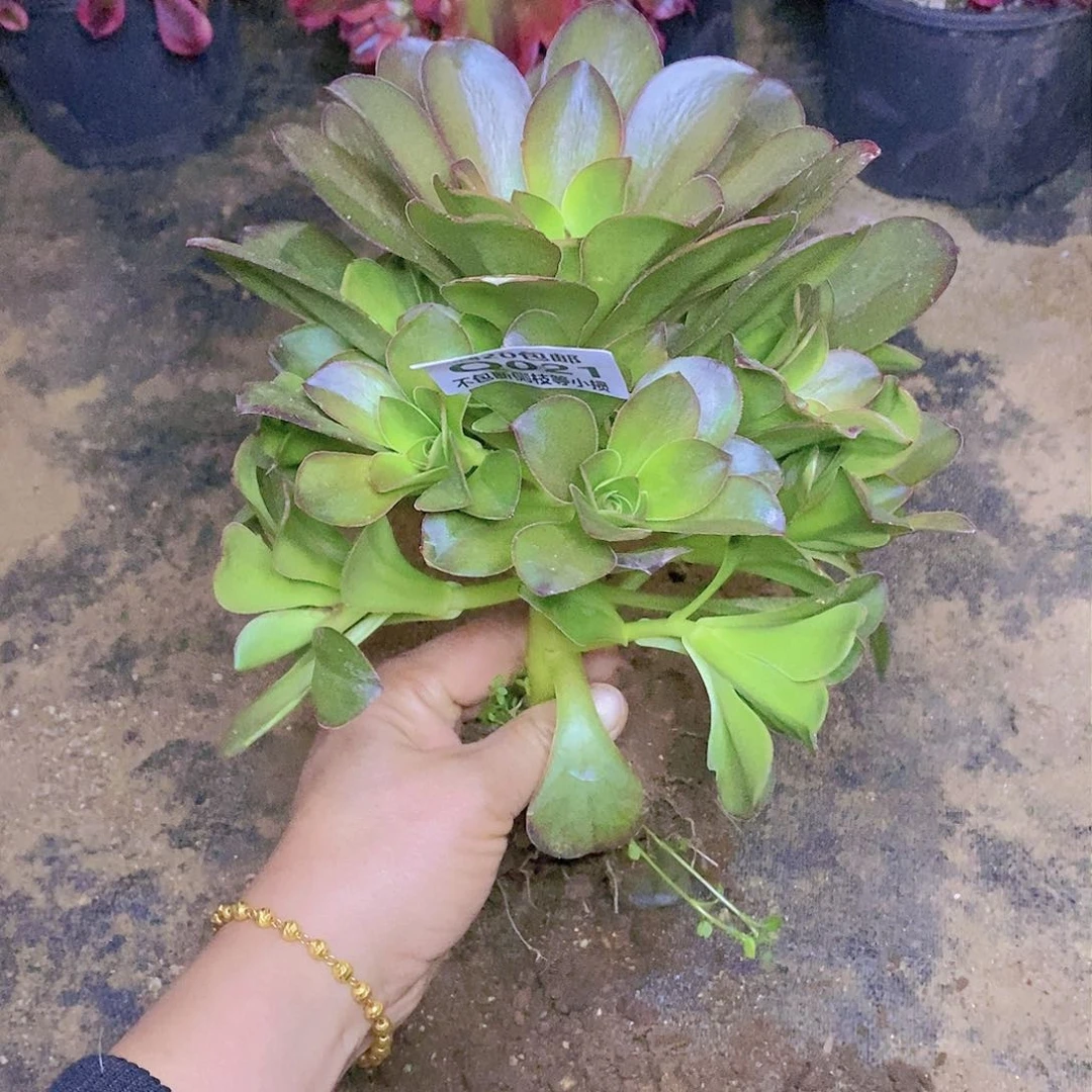 021魅金玫瑰多肉法师锦量拍