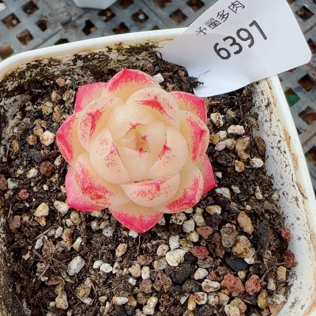 小冰云，6391多肉植物