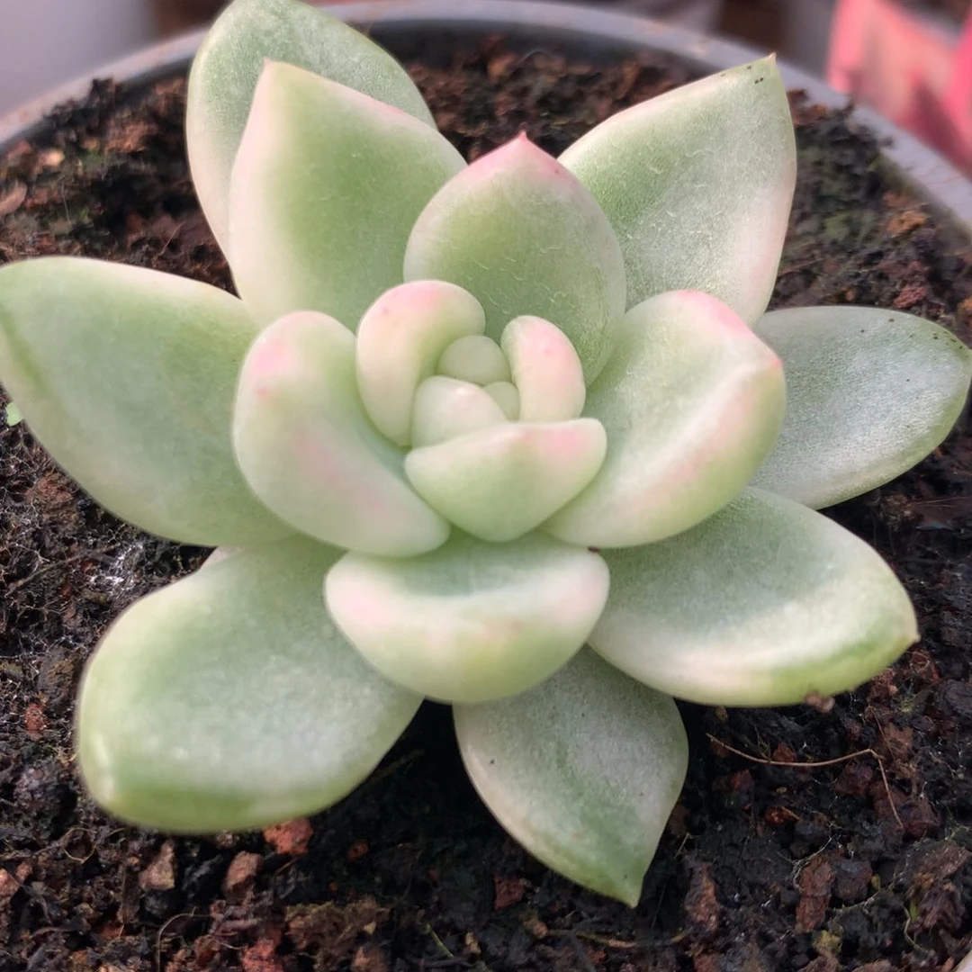 冰月亮锦锦锦锦锦锦锦锦