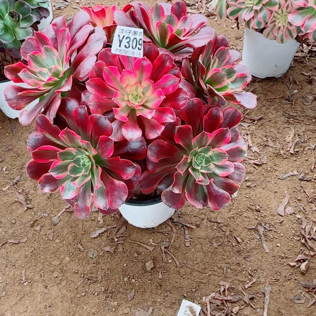 凤冠发师309冠幅30