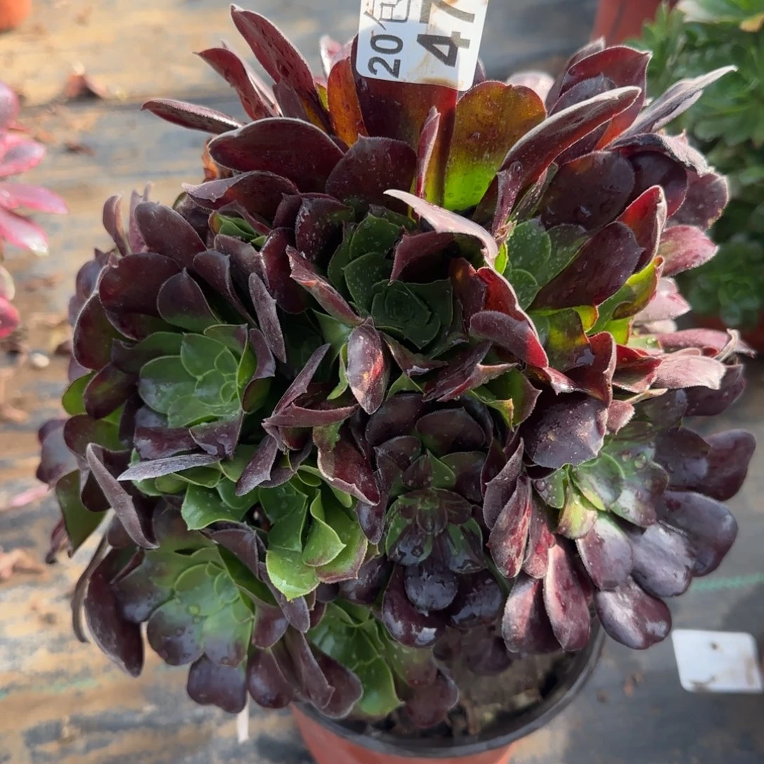 欧若拉470满20包邮断枝不包