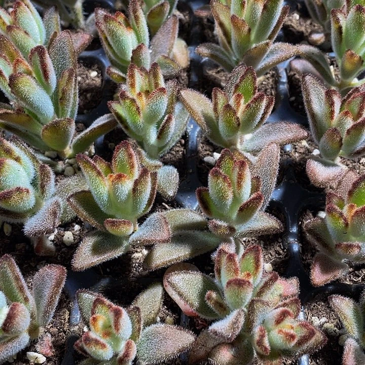 小灰兔1元带土发货