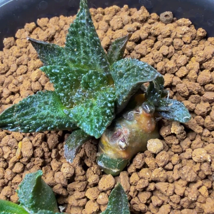 超级哥斯拉自然群带石化