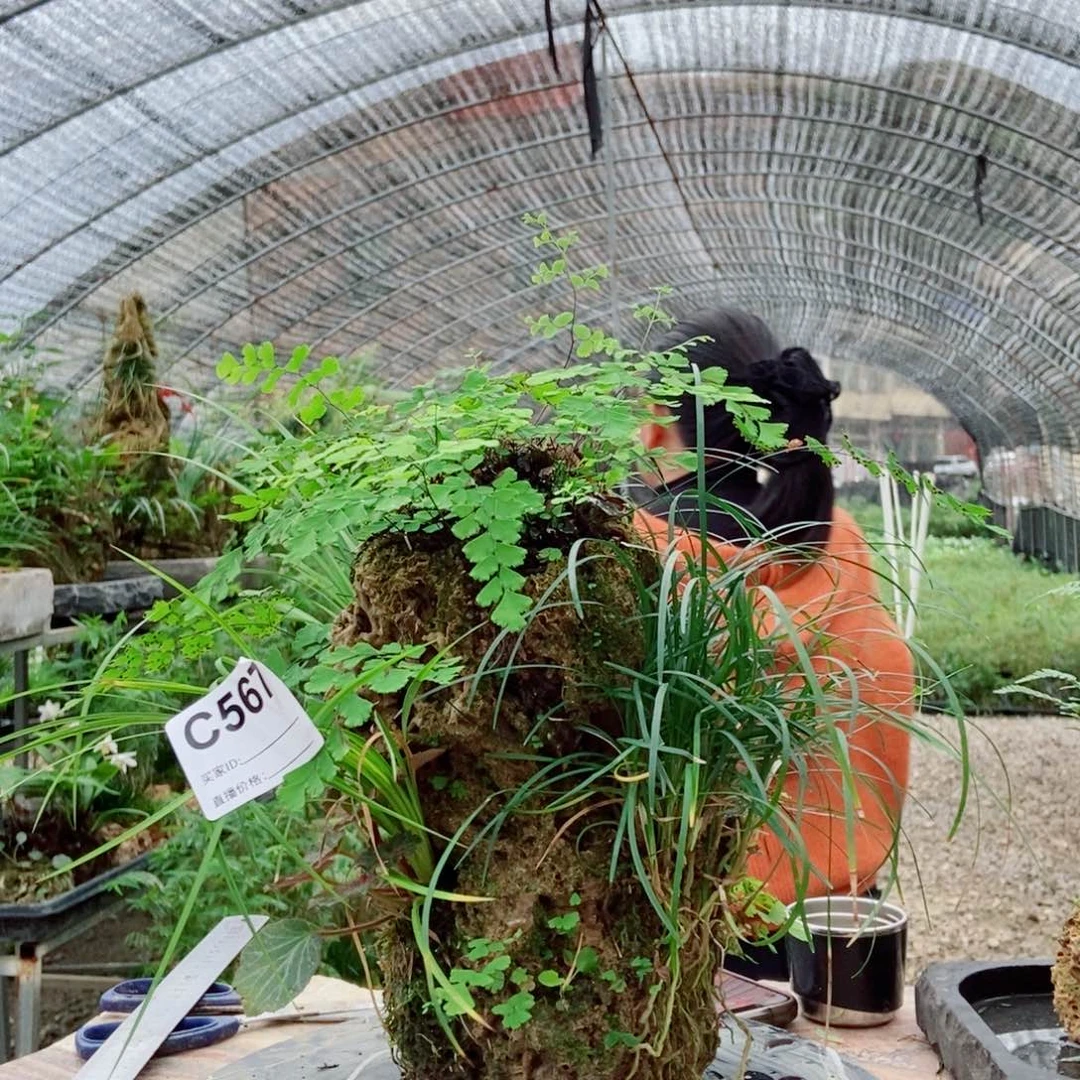 一***6无花朵111111111111