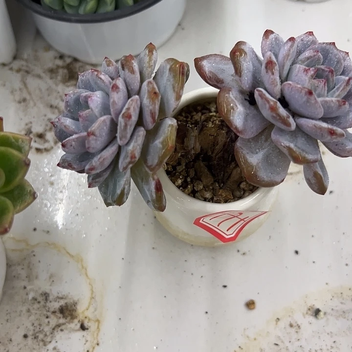 ღ***微一物一拍星影多肉171