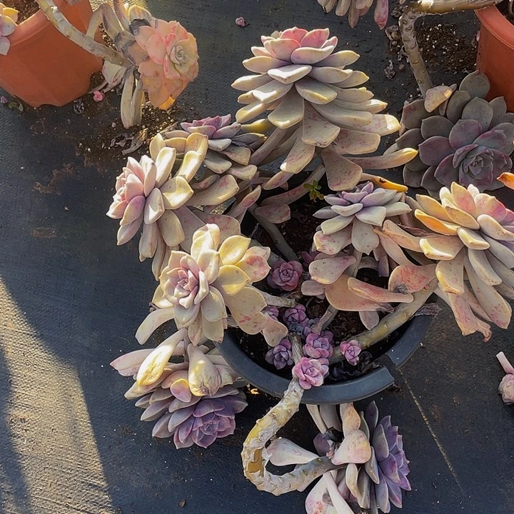 妖装紫乐29.8多肉老桩群生