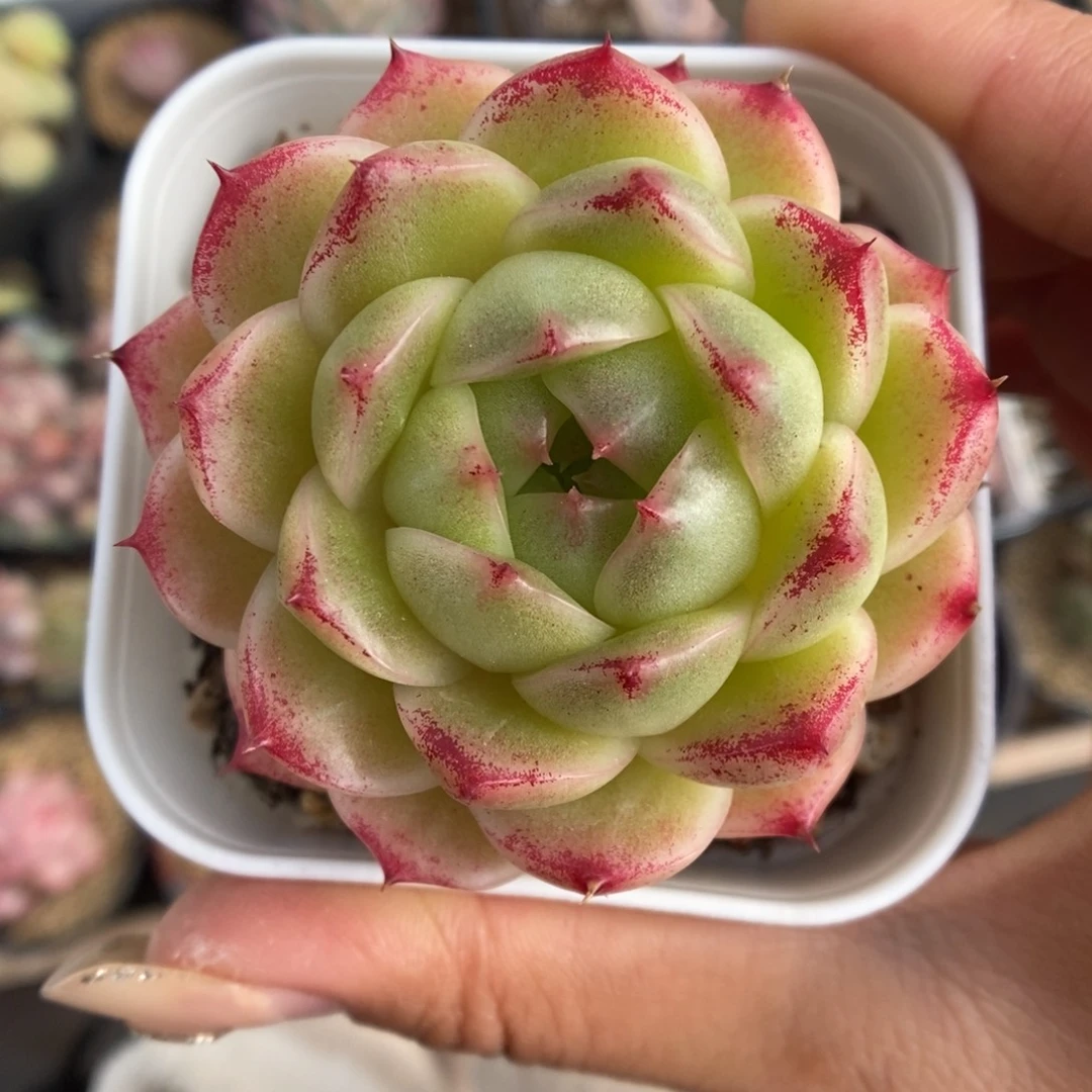 菠萝蜜麦秆5270号。