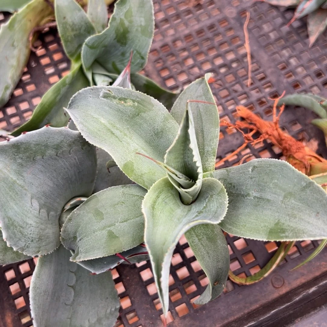 多肉植物龙舌兰道