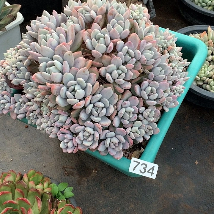 734胖美人 一物一拍多肉