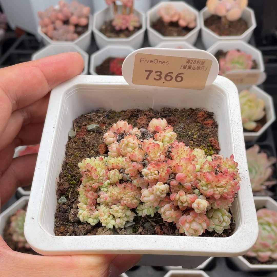 小粉莓缀7366-7厘米