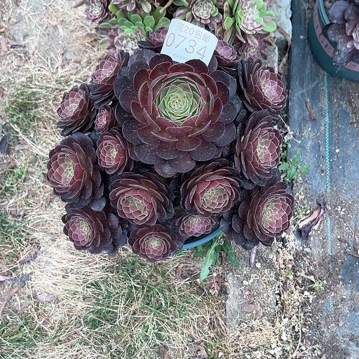 A****店0734赤炎链多肉植物