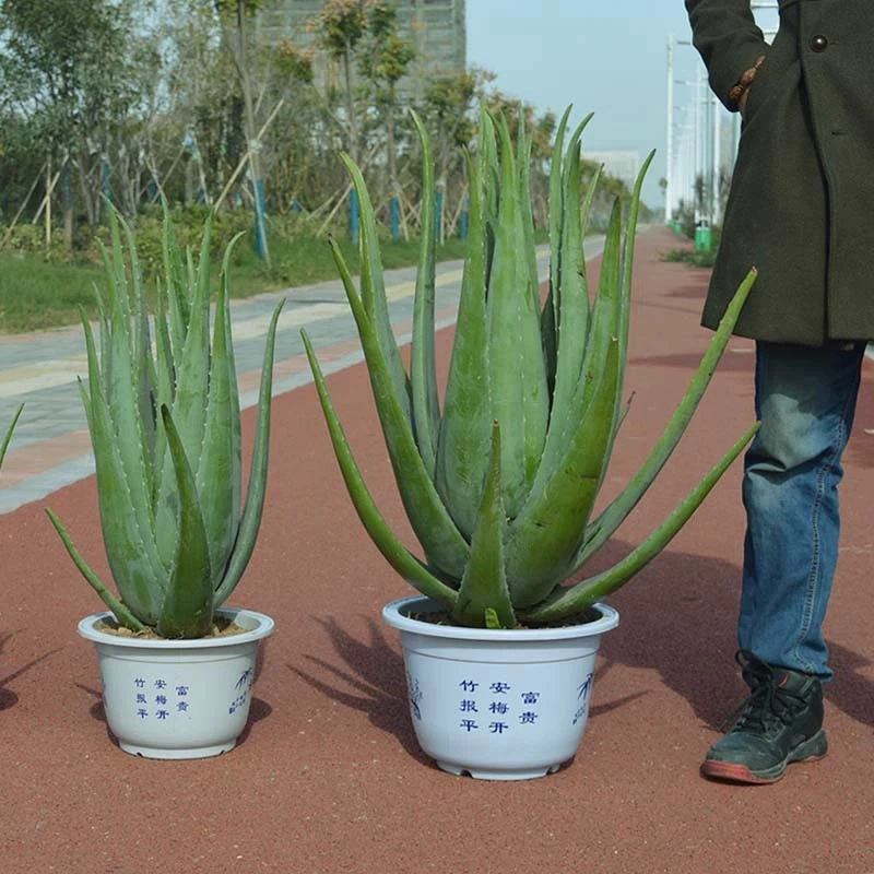 库拉索芦荟可吃 可美容芦荟灌肤盆景送刮汁梳