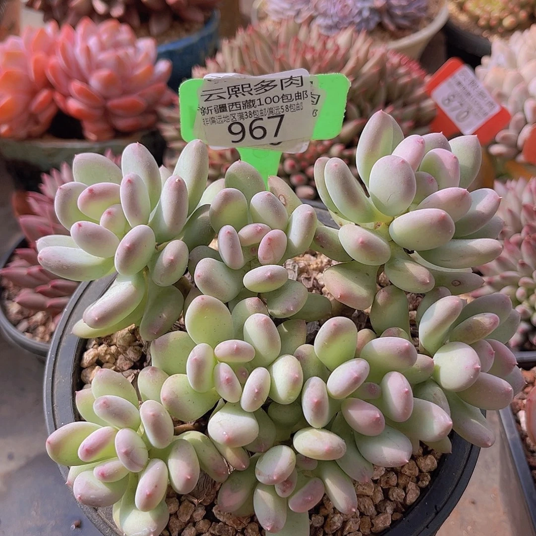 967三日月美人多肉植物