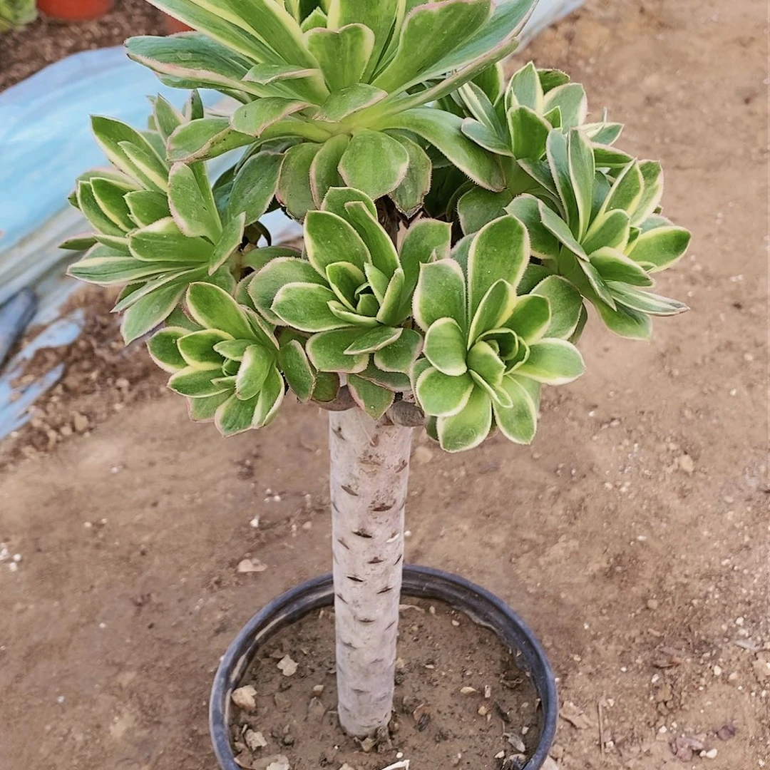 480 号20包邮不包断枝