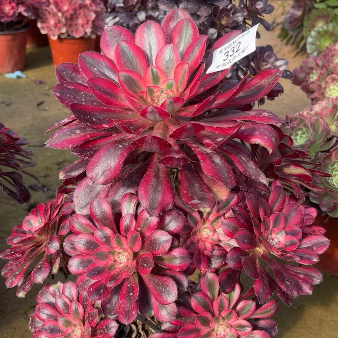 332香奈儿多肉植物法师