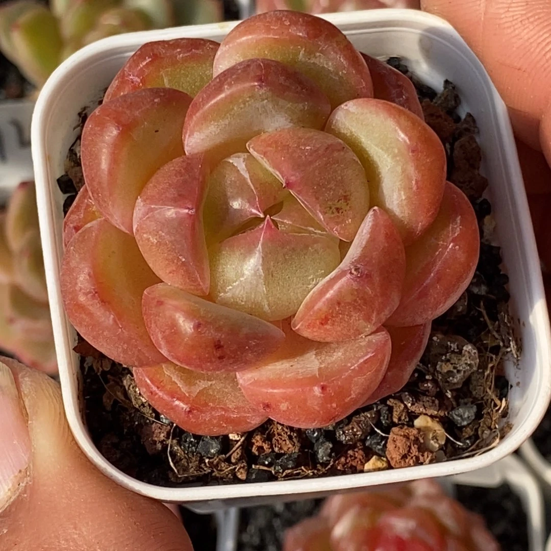 天官赐福百无禁忌