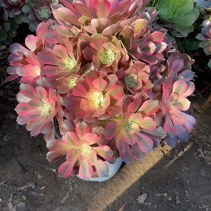 多肉植物法师香妃15