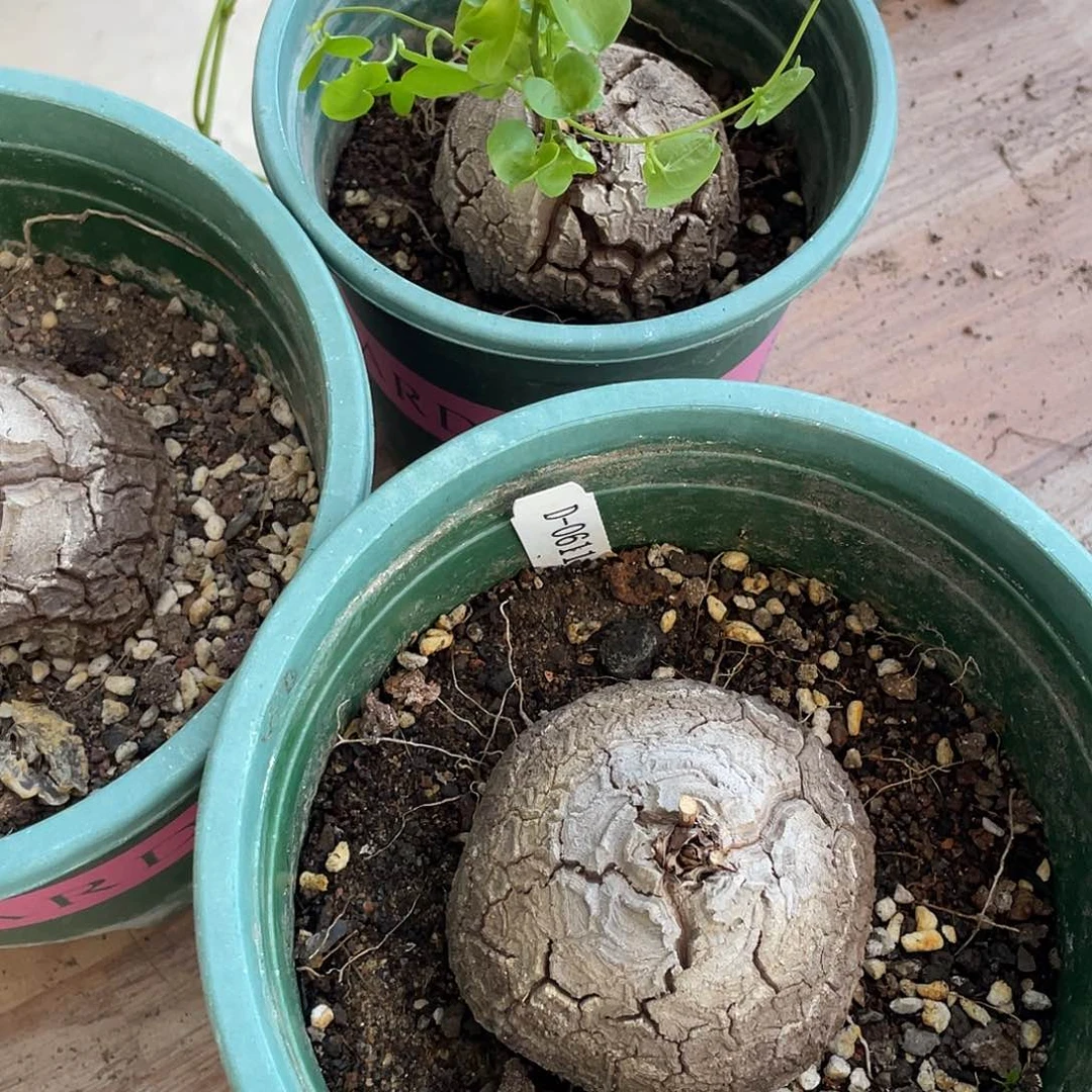 建****国0611龟甲龙不退不换