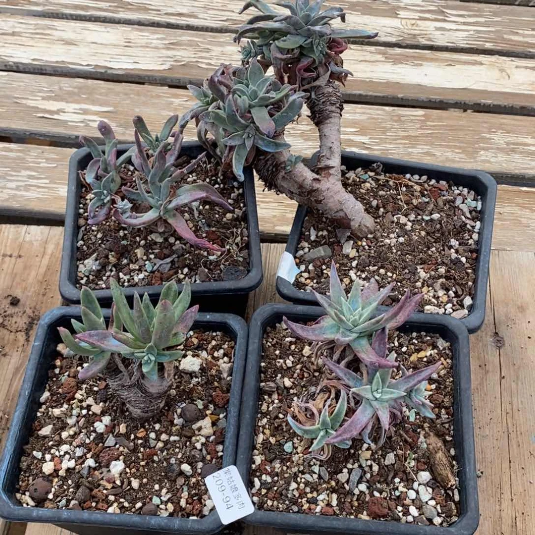 94号苹果叶四棵组合