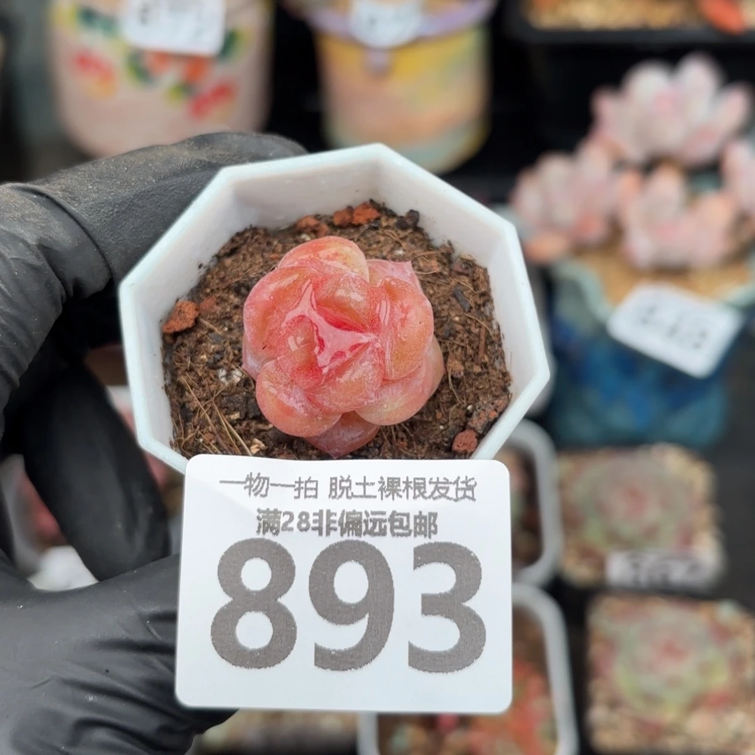 玉兔单头无盆土发货