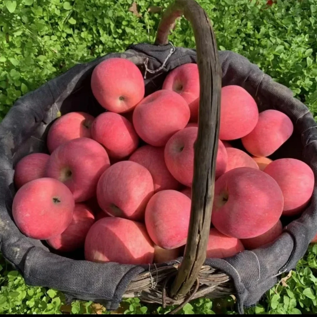 2025年新鲜陕西洛川早熟红富士5/10斤脆甜多汁新鲜水果香甜苹果