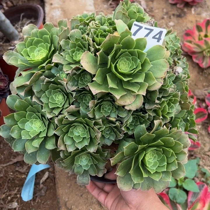 绿杨蓉多肉植物774