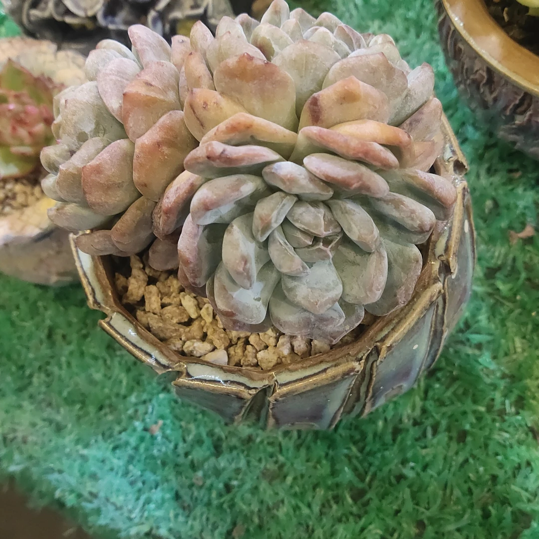 星影石化三头整装老桩盆栽盆景多肉四季好养绿植