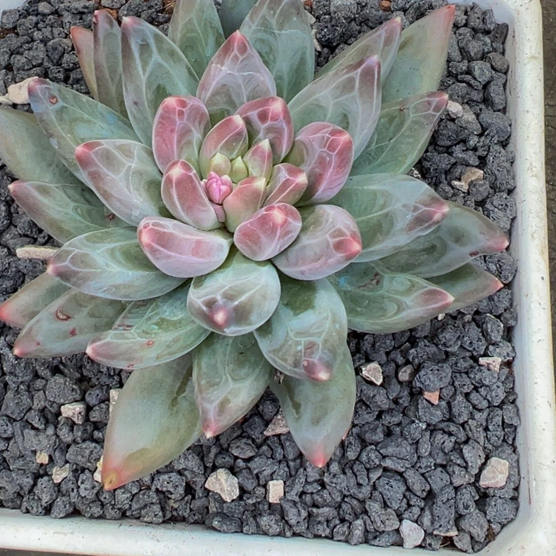 ?****?呜呜呜呜呜呜呜呜呜谢谢