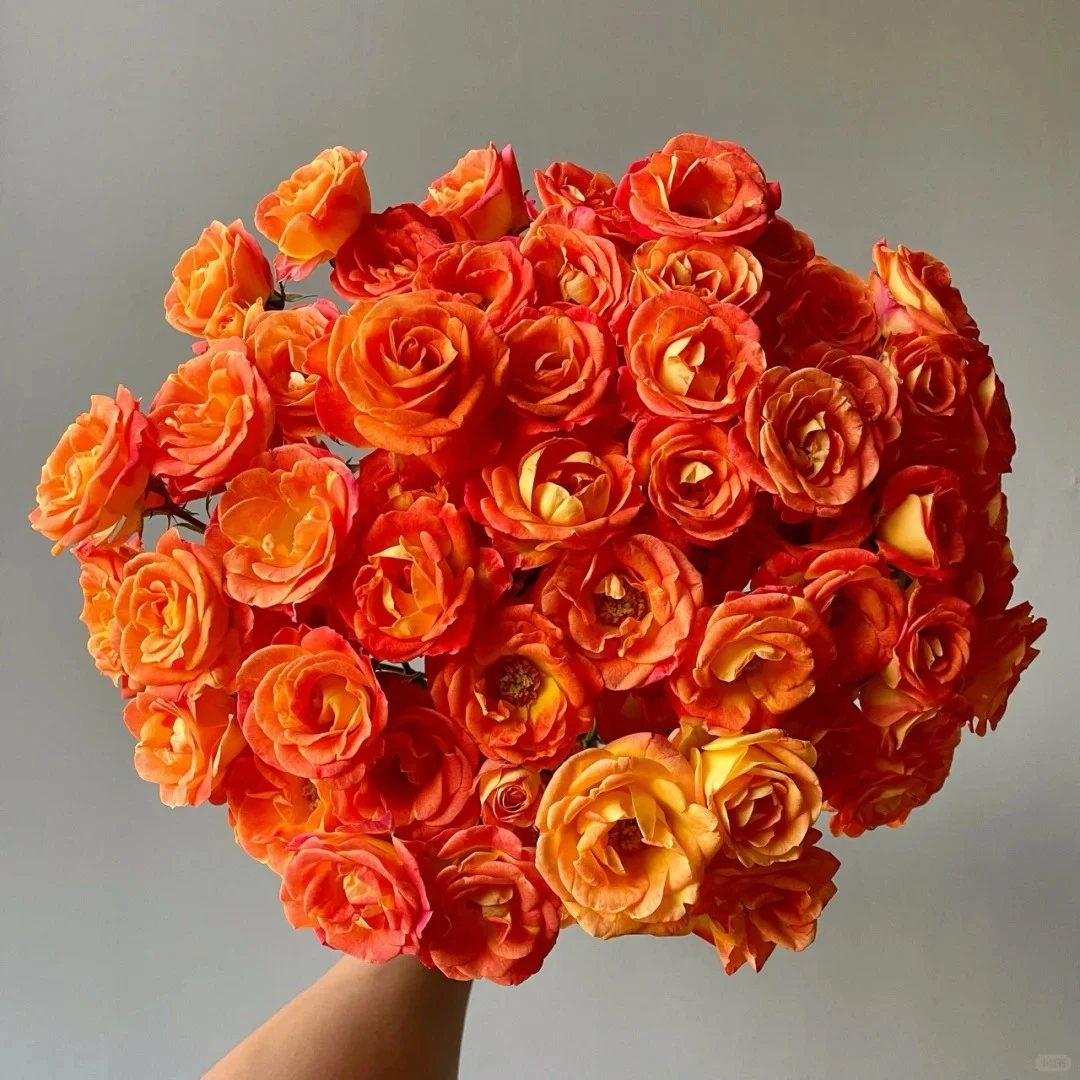 【17号活动专属】多头狂想曲 橘色系多头玫瑰 花苞打 好养 花期长