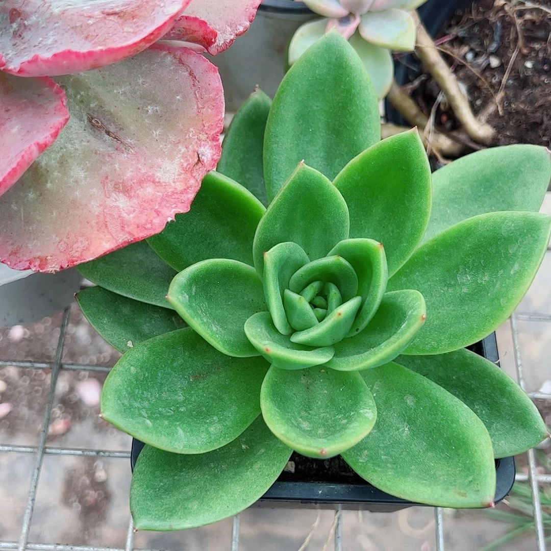 翠花大单头精品特价
